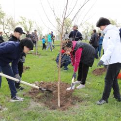 Жашыл Мурас. Сотрудники Соцфонда сегодня посадили более 100 деревьев.